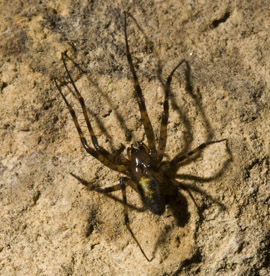 Metellina merianae